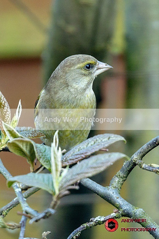190320-untitled-1L4A0197 - Greenfinch