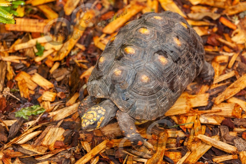 red footed Tortoise Geochelone carbonaria-7384 - Pet Photography