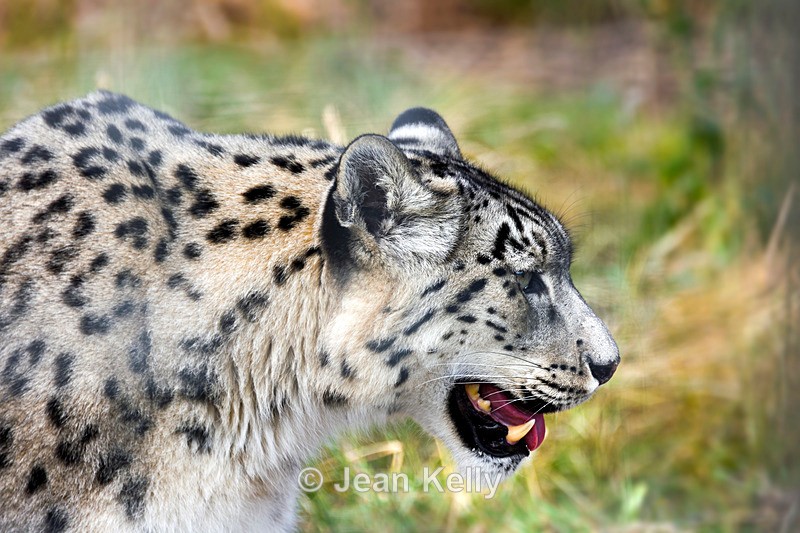 Snow Leopard - DSC_9716_00075 - Cats
