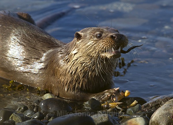Otter, Isle of Mull, Scotland - FAVOURITES WILDLIFE GALLERY. Selected images from the wildlife collections.