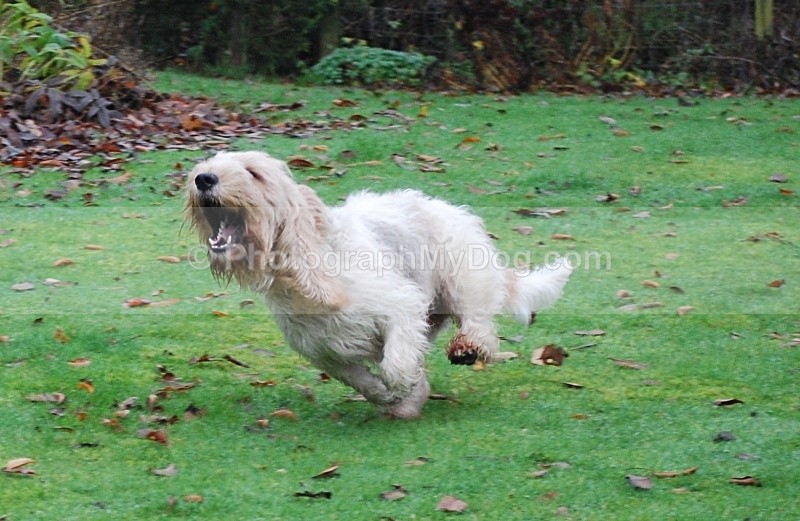  - Grand Basset Griffon Vendeen