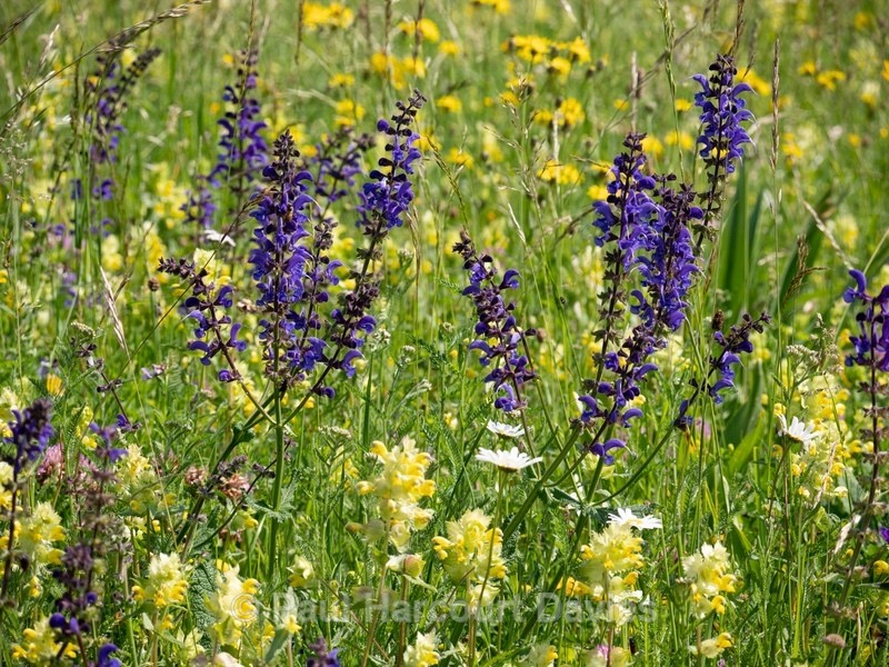 Alpine meadow blue/purple meadow clary (Salvia pratense) and yellow rattle (Rhinanthus sp) - Flowers in the Landscape