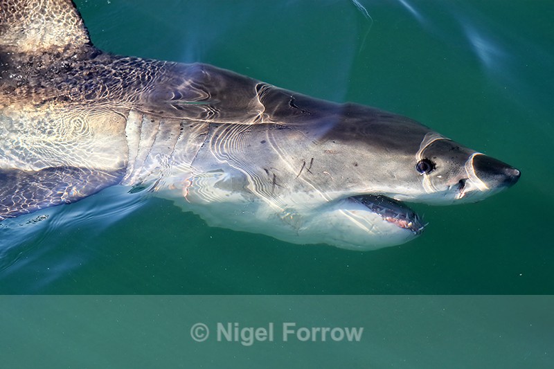 Great White Shark near surface, close view, Mossel Bay, South Africa - Shark
