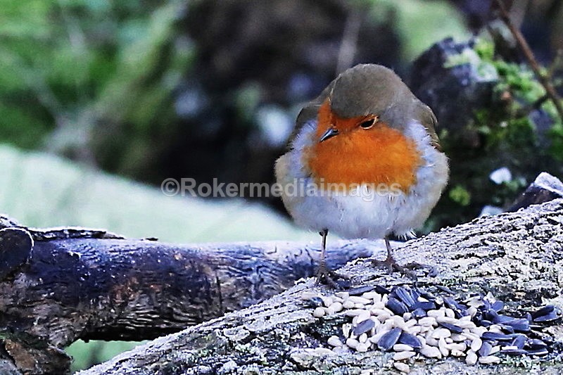  - Wildlife