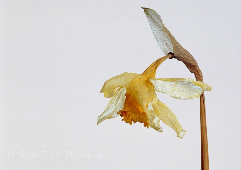 Daffodil 9 - Shropshire Daffodils