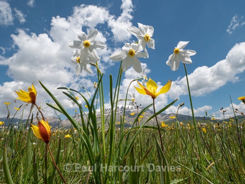 Wild Tulips (Tulipa sylvestris) growing with Poet's Narcissus (Narcissus poeticus) on the Piano Grande - Flowers in the Landscape - 1