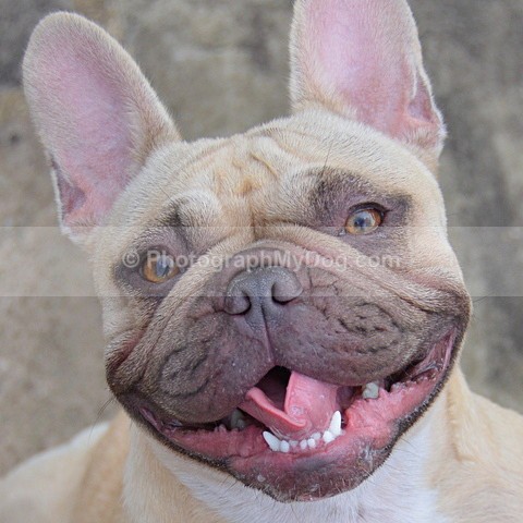  - French Bulldogs