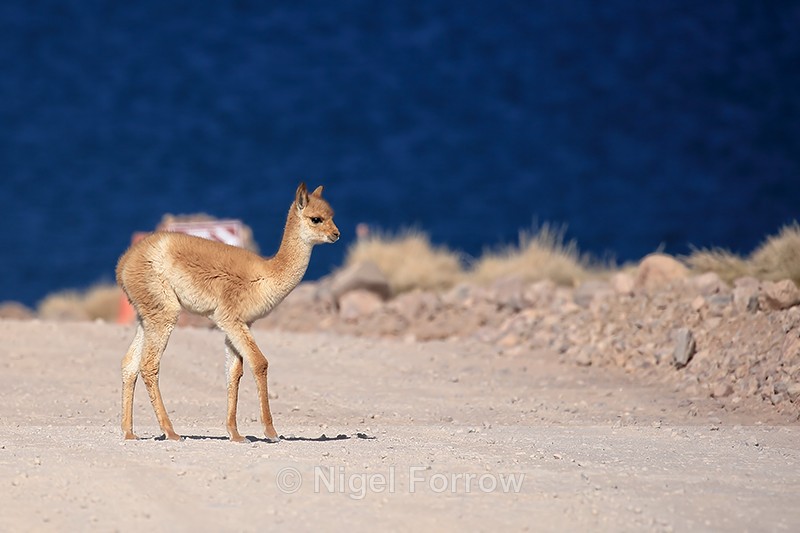 Young Vicuna on the road, Laguna Miscanti, Chile - Vicuna