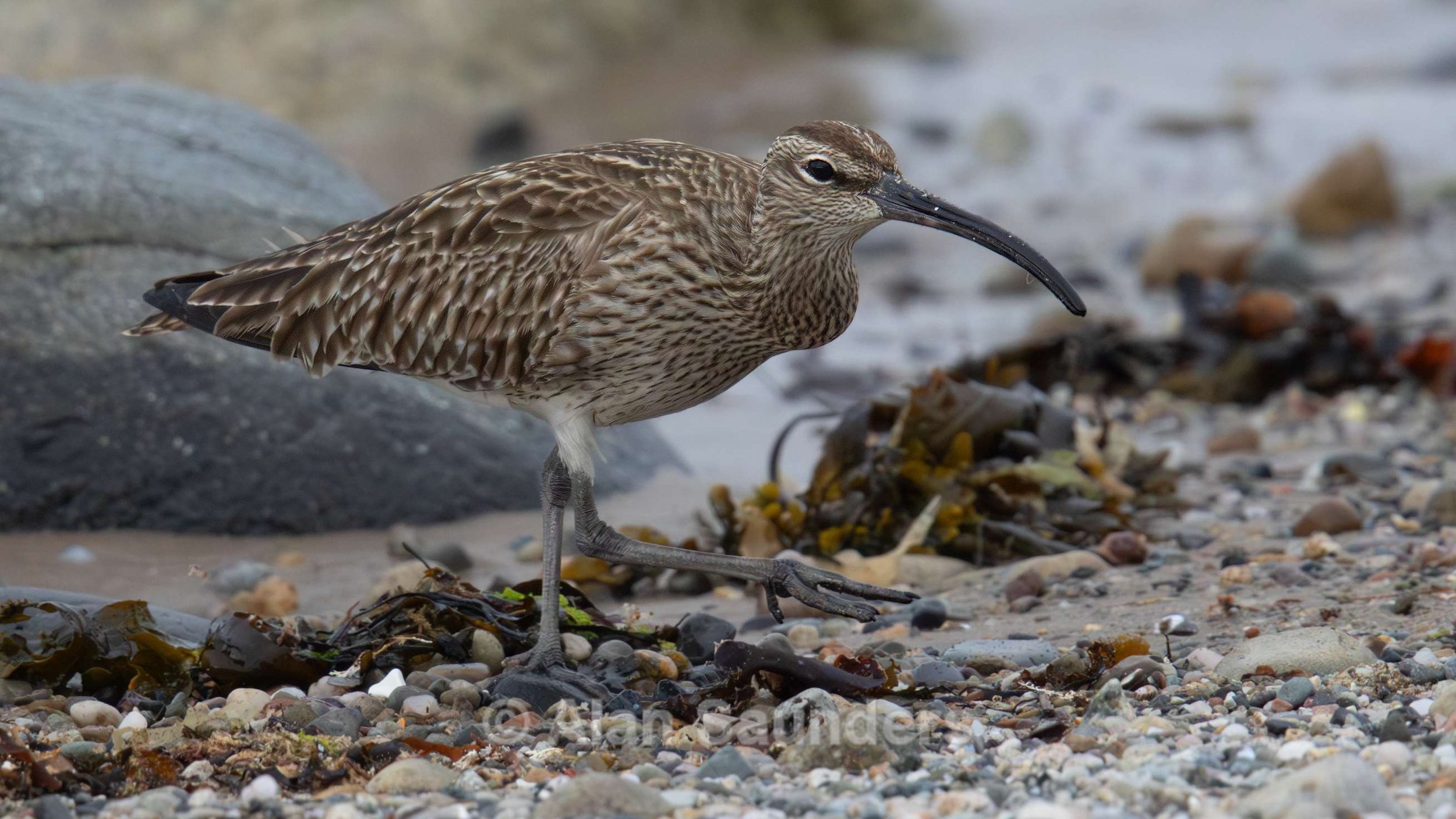 Eurasian Whimbrel 8