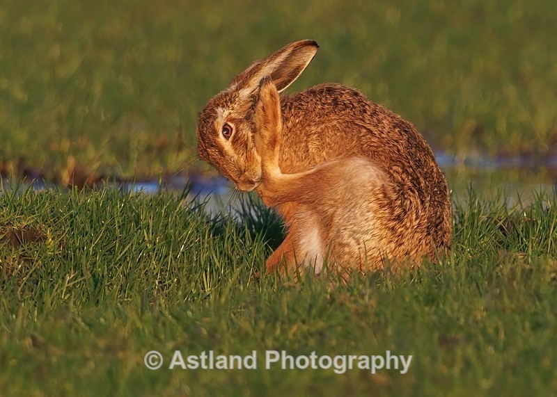 Brown Hare - Latest Images