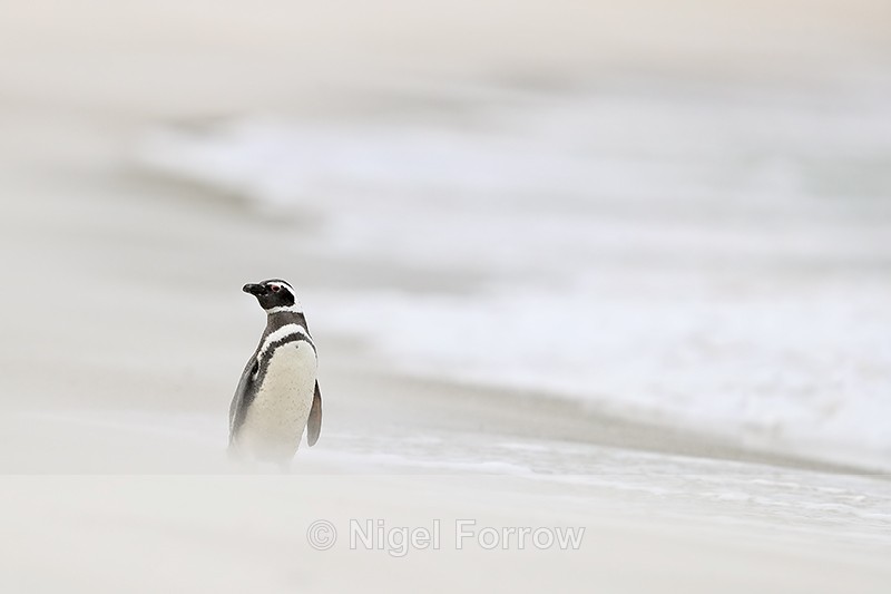 Magellanic Penguin sand & surf background, Carcass Island, Falklands - Magellanic Penguin