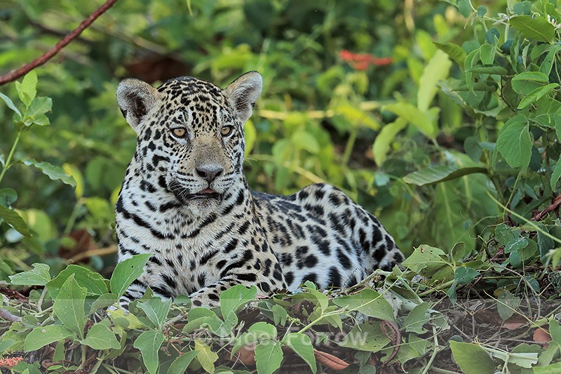 Jaguar cub alert and watchful, Rio Sao Lourenco, Mato Grosso, Brazil - Jaguar