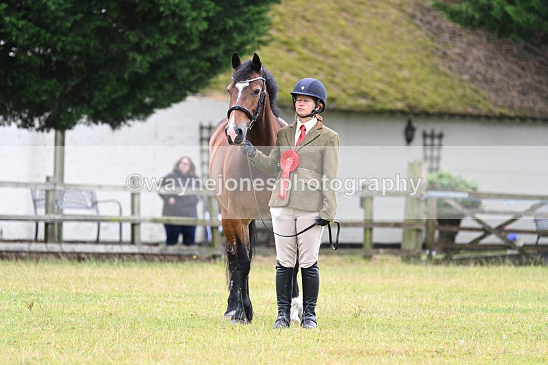 WJ7_6416 - Class 4a Prettiest Mare over 14hh