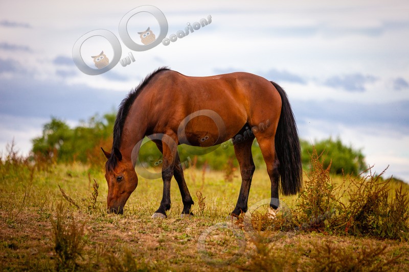Bay Horse_9929 - Pet Photography