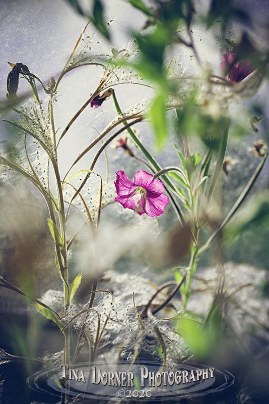 Giant Willowherb - Plants & Flowers