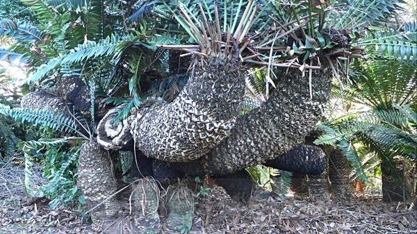 Cycad Trees, Modjaji, Sth Africa - LANDSCAPES & TREES