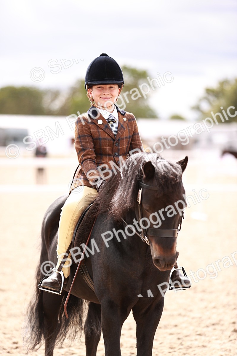 SBM_18331 - Class 417 - Handsome Gelding (IH or Ridden - JNR)