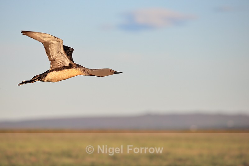 Red-throated Diver flight shot, Floi, Iceland - Red-throated Diver
