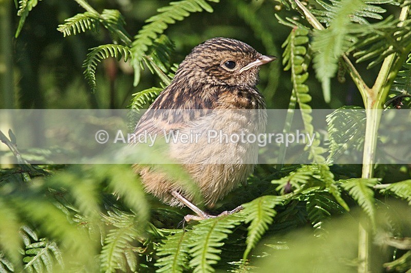 20080713-093 - Chats