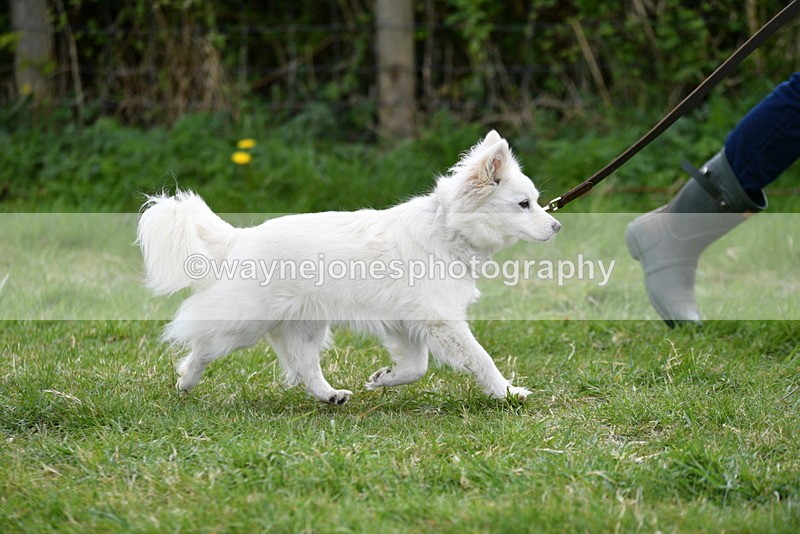 WJ5_9188 - Class 1 Best Cross Breed / Heniz 57