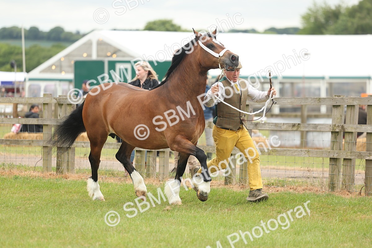 SBM_04859 - Class 50-57 - M&M Welsh Pony In Hand