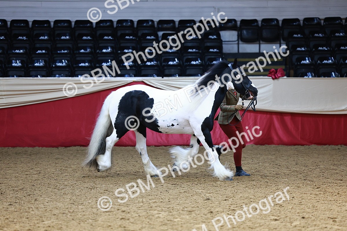 SBM_23236 - Class 903 - Supreme Final - IH Pre Vet