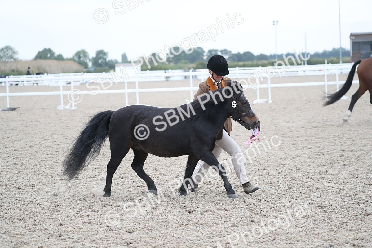 SBM_18436 - Class 318 IH Part bred Horse/Pony