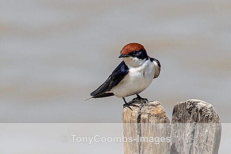 Wire-tailed Swallow - The Gambia