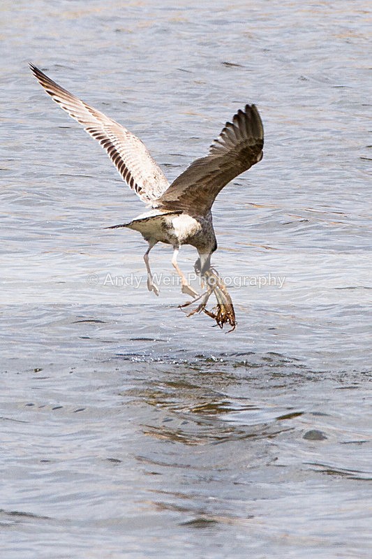 20130328-_MG_2399 - Gulls