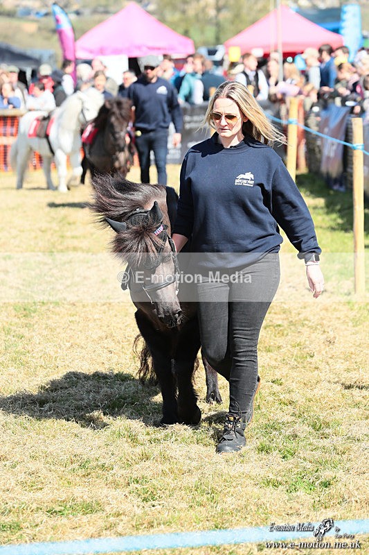 Shet 060426 43 - Shetland Pony Racing Paxford Races Easter Mon 06/04/26