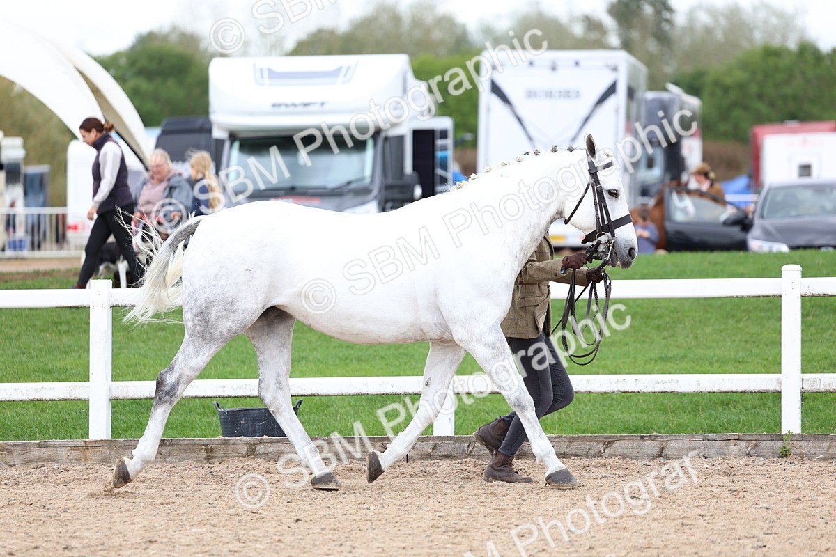 SBM_05711 - Class 28 - IH Veteran Horse