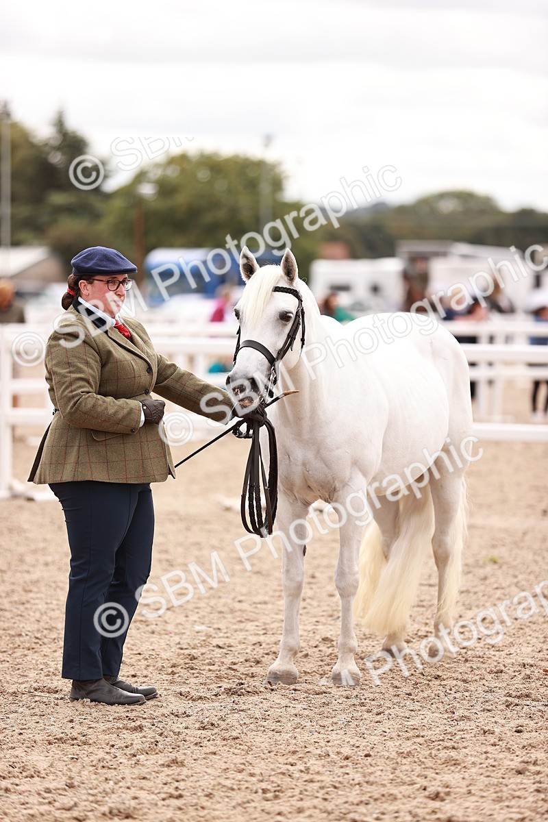 SBM_16107 - Class 411 - Prettiest Mare - (IH or Ridden Adult)
