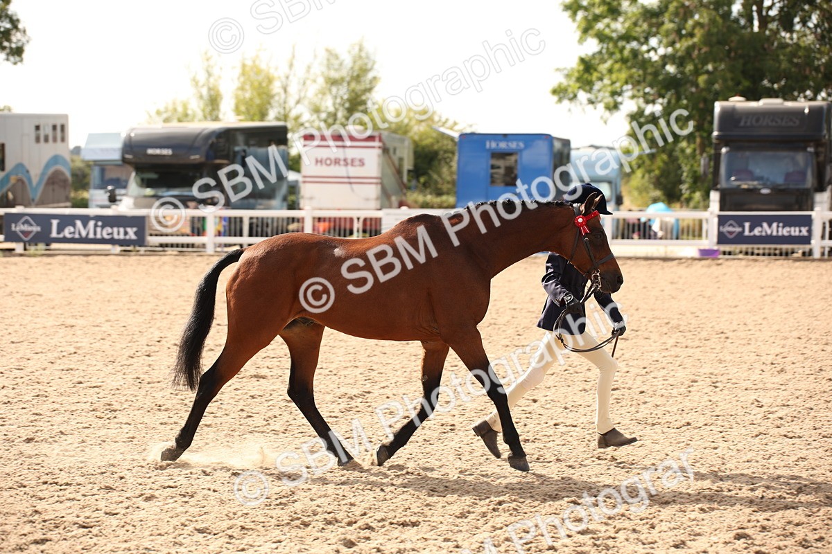 SBM_08150 - Class 27 - IH Competition Horse-Pony