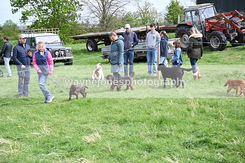 WJ6_8798 - Class 8 Best Working / Gun Dog or Bitch