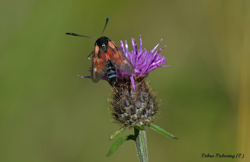 Six Spot Burnet - Macro