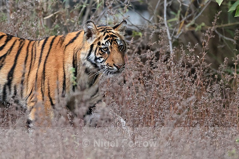Tiger cub passes close, Bandhavgarh Reserve, Madhya Pradesh, India - Tiger
