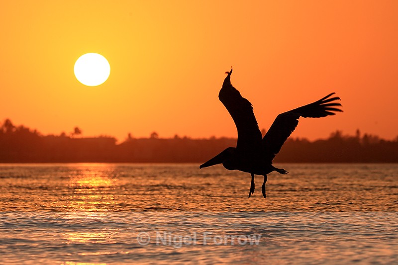 Brown Pelican heads into sunset, Sanibel Island - Brown Pelican