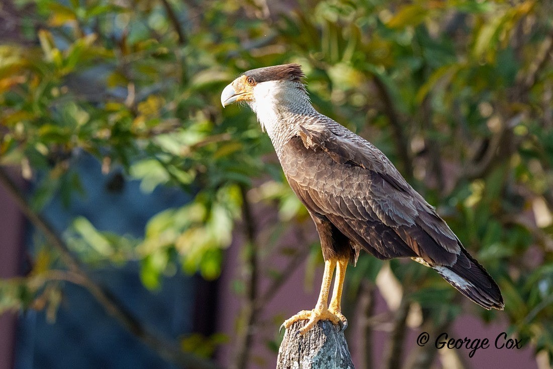 crested caracara 2 - Brazil