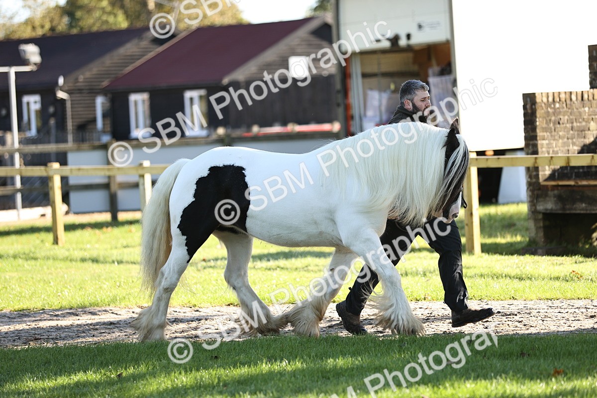 SBM_15857 - S1 - TSR in Hand Horse & Pony Showing