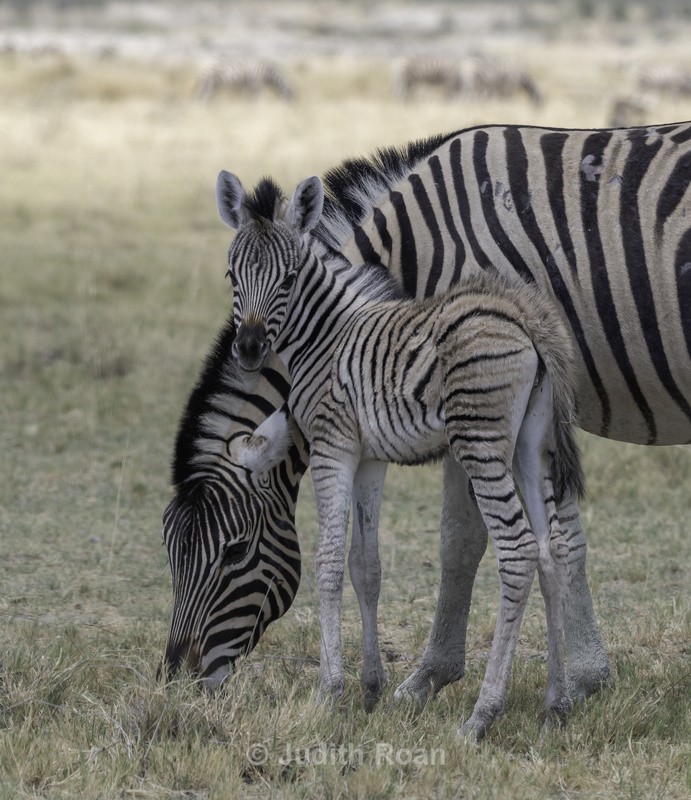 Zebra with young - Namibia 2022