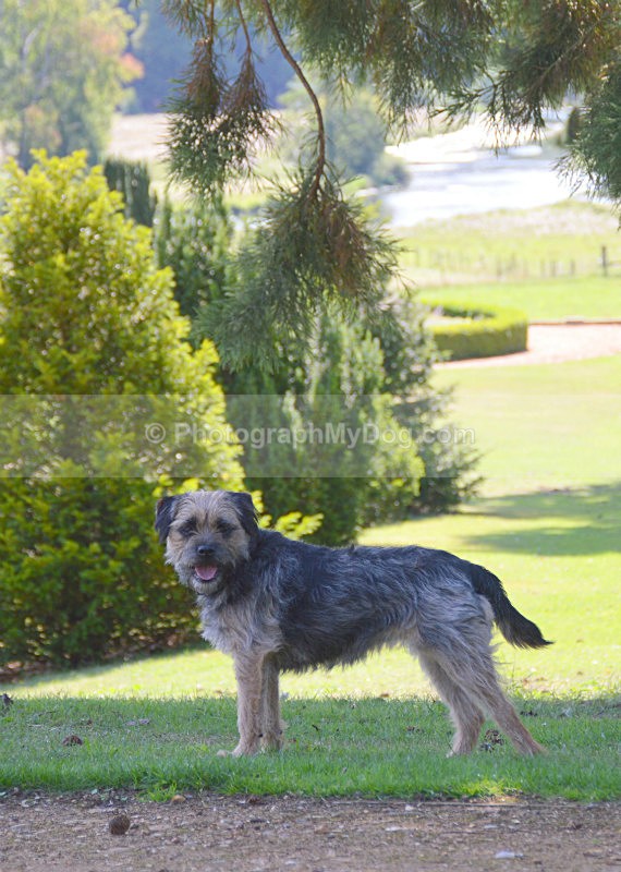  - Border Terriers