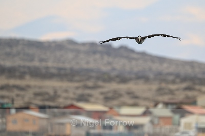Peruvian Pelican, Chanaral de Aceituno, Chile - Peruvian Pelican
