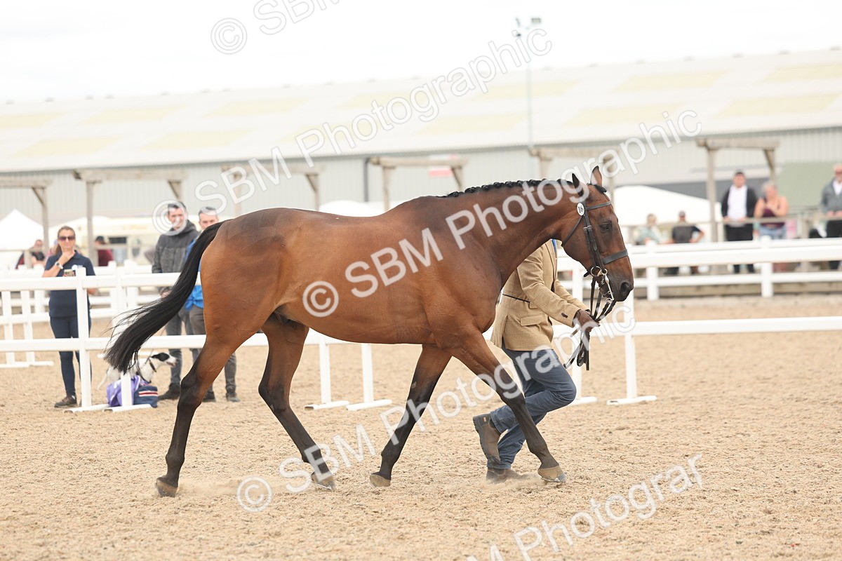 SBM_17050 - Class 313 - IH Retired Racehorse