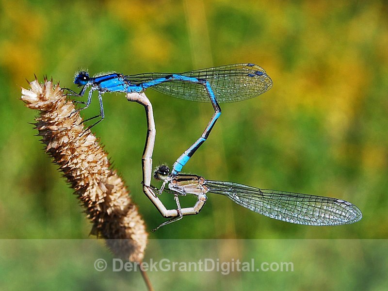 Familiar Bluet (mating pair)