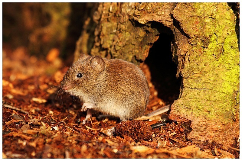 Vole in a Hole - The British Wildlife Photography Awards 2009 to 2014