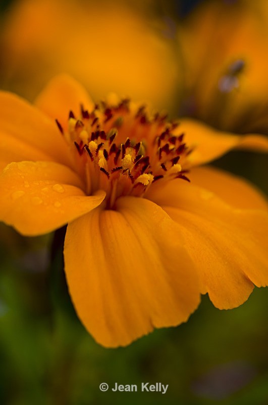 Flower - 7041 - Orange