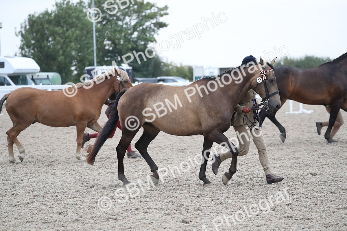 SBM_18431 - Class 318 IH Part bred Horse/Pony