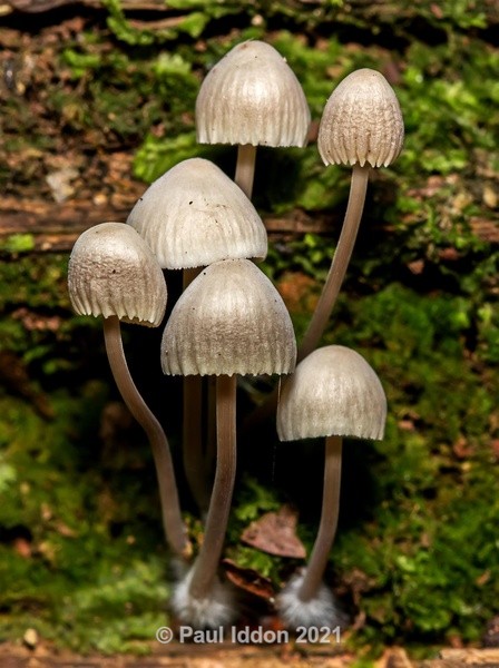 Toadstools - Macro