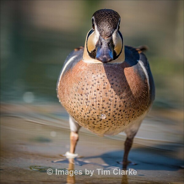 IMG_2059 - Wildlife