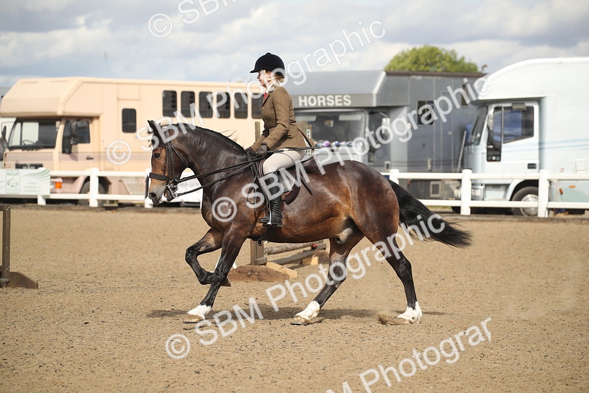 SBM_14501 - Class 505a - M&M Working Veteran - 50cm (15-19)